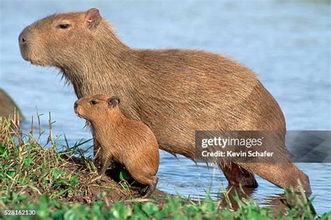  Capybara! En Vattensjuk Gigant Med En Oändlig Kärlek Till Gräset