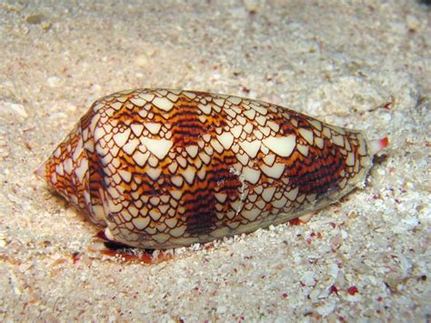  Cone Snail: A Masterful Hunter Hiding Behind a Striking Shell!