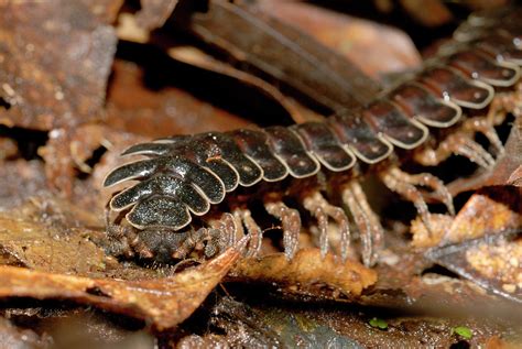  Laos Millipede: En Blåsig Svärm av Kräsna Ätare som Älskar Löv!