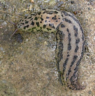  Limax Maximus: En Slemig Vänskap som Bär Guld, Silver och Brons i Skogen!