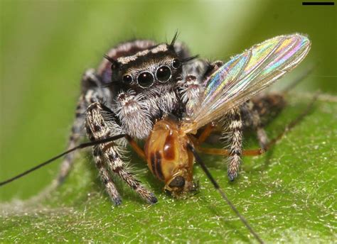  Zamiafurans! En mystisk spindel med ben som ser ut som löv och lever på en kost av… insekter?