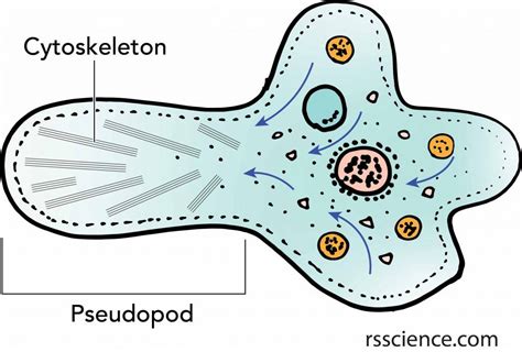  Amoeba! En mikroskopisk värld av fascinerande förflyttning och överlevnad