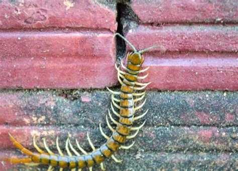  Centipede! Unveiling the Hidden World of a Many-Legged Hunter