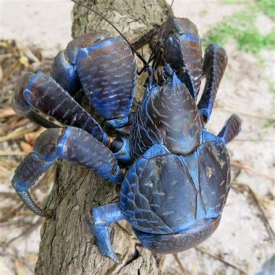  Coconut Crab - En Överdimensionerad Lätthet Med En Kunglig Touch!