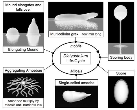 Dicytostelium discoideum – En encellig varelse som bildar multinationella kolonier av amoebor!