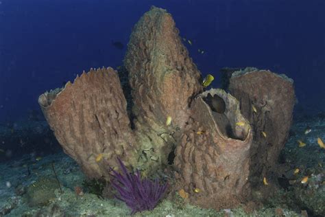  Enigmatic Barrel Sponge! An Underwater Architect That Masterfully Filters the Ocean's Depths