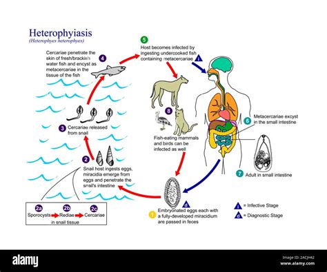 Heterophyes heterophyes: En fascinerande parasit som lever ett liv fullt av oväntade vänder och snåriga äventyr!