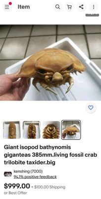  Isopod! En levande fossil som älskar att gömma sig under stenar och döda träd