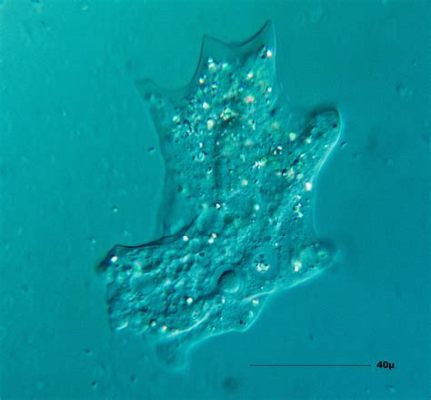  Jubileumsill - En liten amoeba som lever ett liv i ständig förvandling! Jubileumsill är en fascinerande organism som tillhör gruppen Amoebozoa och visar på naturens otroliga förmåga att anpassa sig till olika miljöer.