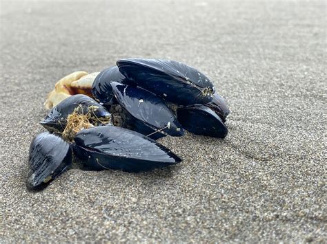  Koreansk Mussel – Den Glätthandskne Källan Till Sjösmak Och Sandstrandsscenarier!