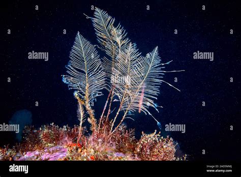  Lodder: En Fascinerande Hydrozoisk Med Fluorescerande Tentakler och En Mycket Speciell Livsstil!