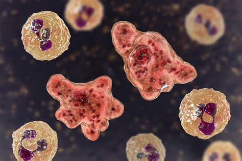  Naegleria fowleri – En ensam cell som kan göra dig till en walking zombie!