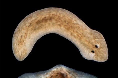  Planaria - En liten plattdjur som glider genom livets mysterier med en imponerande förmåga till regenerering!