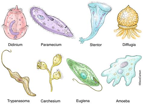  Question: Quadiristra! En Ciliar Protist med Skräpiga Leken Och Förtjusande Rörelser