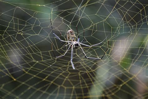  Quagga Spider! This Arachnid Masterminds Its Webs From a Tiny Nest