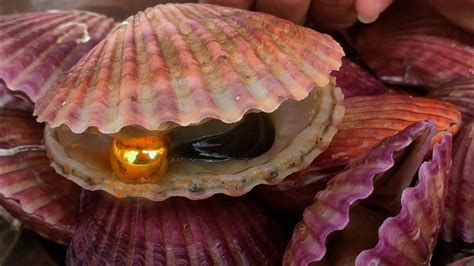  Queen Scallop: En mystisk havets pärla med en fascinerande förmåga att flyga över havsbotten!