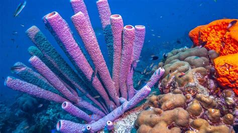  Queensland Sponge: En Koralrelik från Forntidens Havsbäddar och en Ständig Överraskning!