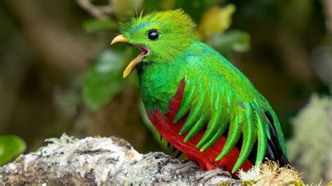  Quetzal! En Fjäderklädd Juvel med En Mystisk Sång som Ekar Genom Regnskogen