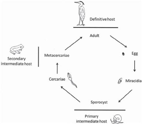  Quingtriodistomum! En fascinerande parasit med en komplicerad livshistoria