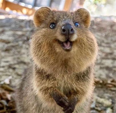 Quokka - En glad liten pungdjur som är känd för sin extraordinära förmåga att ställa upp till foton med ett genuin leende!