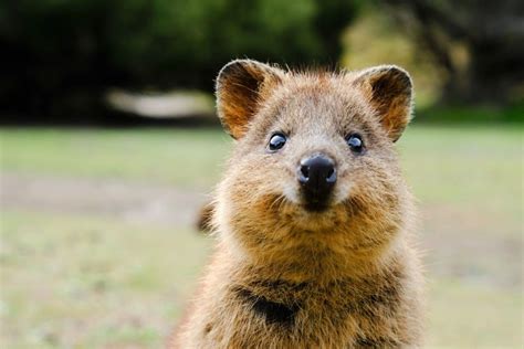  Quokka: En mystisk krabat med ett leende som skulle få även den surmulaste att skratta!