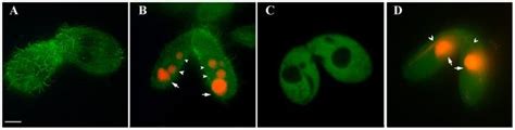  Tetrahymena: Ett mikroskopiskt underverk som lever en livsstil fylld av äventyr och konstant celldelning!