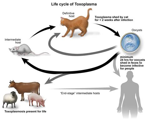  Toxoplasma - En Parasit Som Gör Dig Till En Kattälskare?