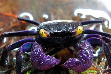  Vampire Crab! En Fascinerande Sötvattenlevande Art med en Intressant Livsstil och Unik Färg