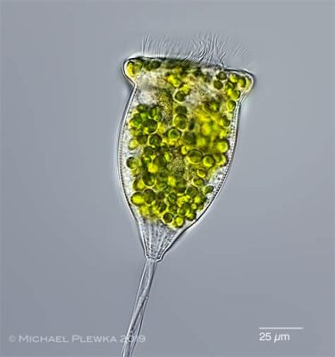  Vorticella! En mikroskopisk virvelvind som dansar i vattnet