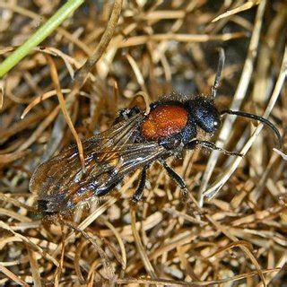  Weissia - En fascinerande mask som parasiterar på den vakraste blomman! 