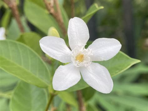  Wrightia – En blödande blomma eller en stridbar krigare i det blå?