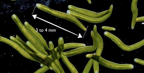  Xenacoelomorpha! En fantastiskt flätande mask som lever i en värld av gömda underverk 