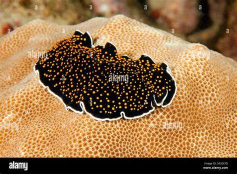  Yellow-Ringed Scaleworm: En Giftig Platmask Med En Fascinerande Livsstil Som Bor I Det Öppna Havet!